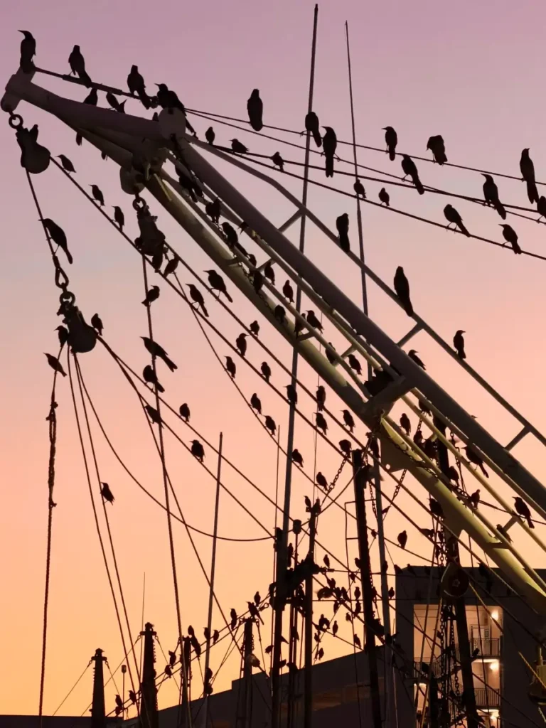 general_gallery-birds-silhuette