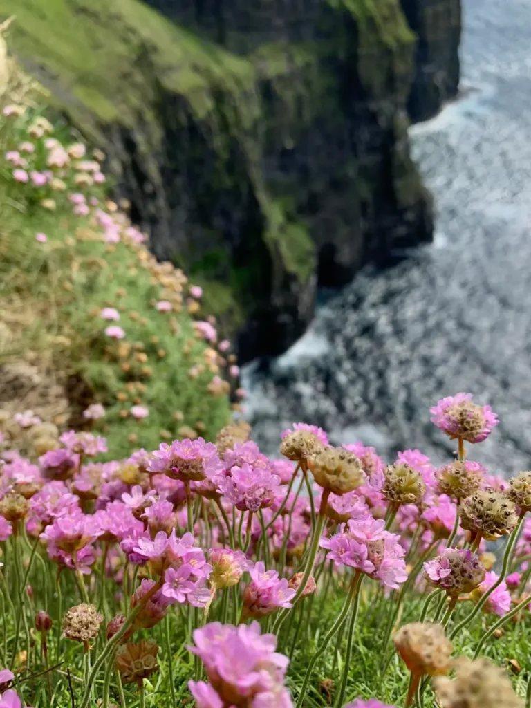general_gallery-flowers